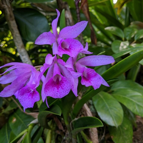 Meet your Posher, Ms Montara Beach - Picture 13 of 16